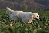 GOLDEN RETRIEVER 877